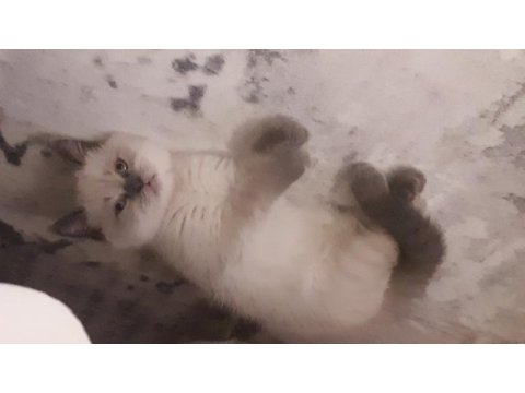 British shorthair blue point disi erkek yavrular