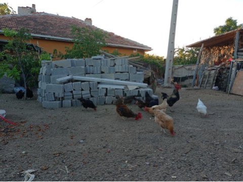 Tavuk ve horozlarımı veriyorum