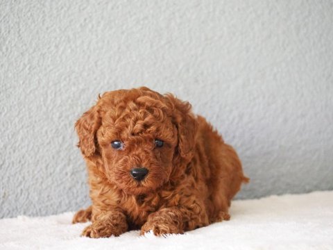 Toy poodle yavrularımız