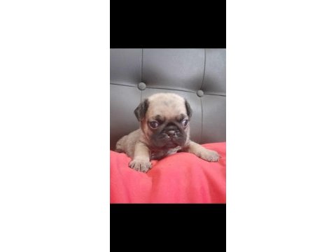 A kalite pug mops kaçırma