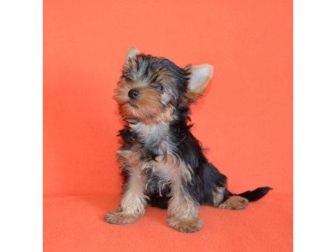 Mini erkek yavru yorkshire terrier