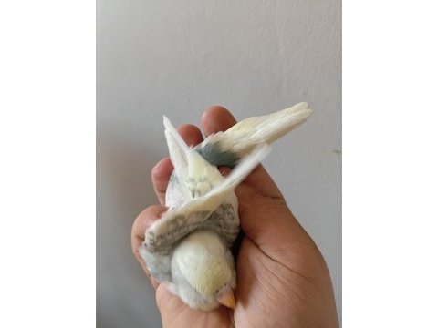 Yavru ve 3 aylık muhabbet kuşları