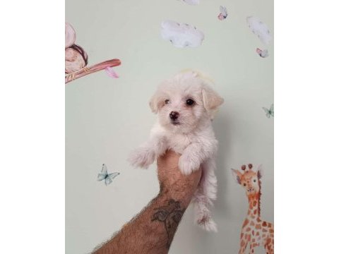 Orjinal ırk garantili maltese terrier bebekler