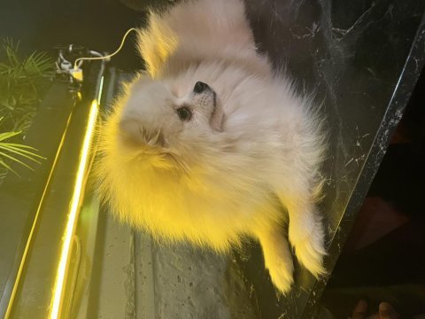 Pomeranian dişi 1,5 yaşında