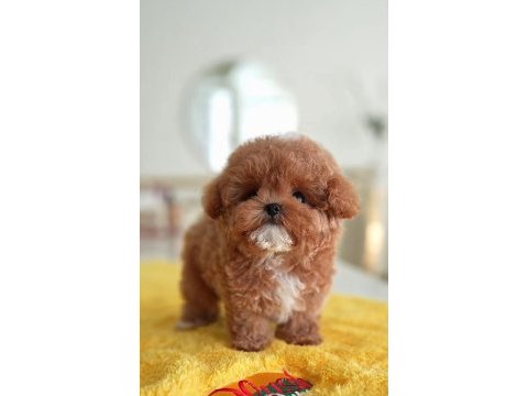 Safkan toy poodle bebeklerimiz