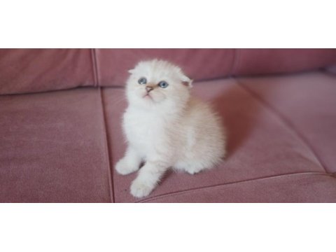 Scottish fold dişi yavrum yeni sahiplerini bekliyor