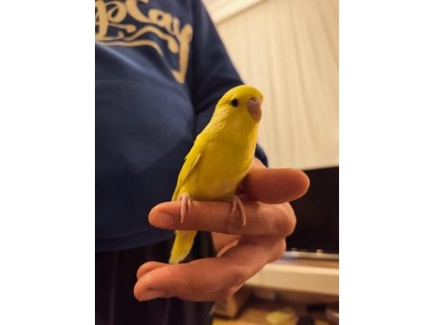 Konuşan erkek muhabbet kuşu