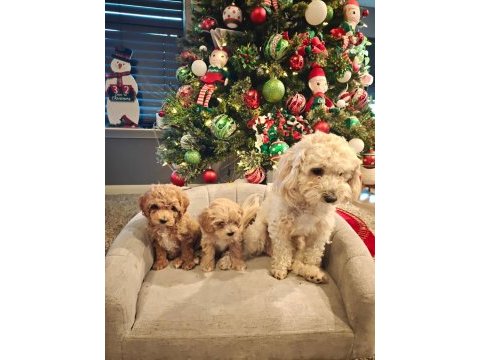 Yeni yıl maltipoo bebekleri yeni evine gitmeye hazır