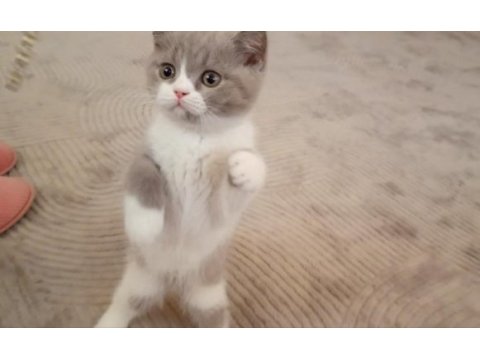 İzmir nadir renk british shorthair yavrumuz