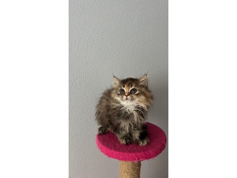 Güzeller güzeli british longhair
