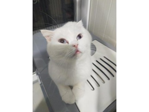 Scottish fold beyaz dişi