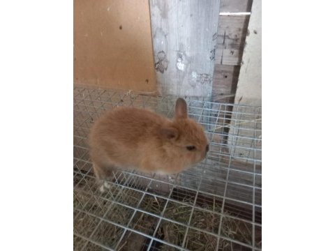 Safkan cüce tavşanımız