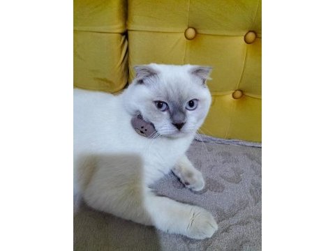 Scottish fold sütlaç için yuva arıyoruz