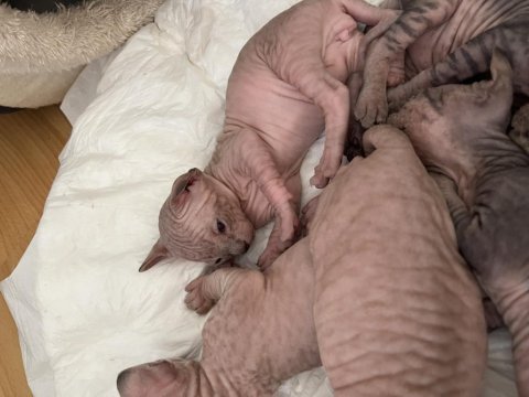 Sfenks kedisi yavruları