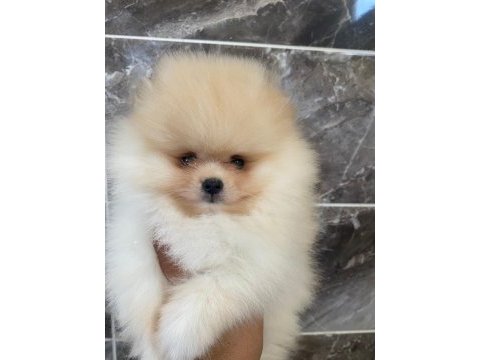 Teacup pomeranian