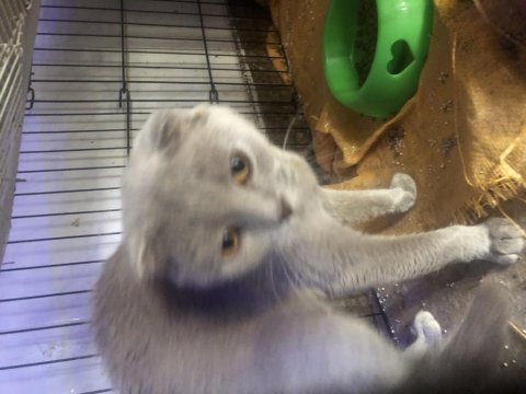 Dişi 2 yaşında scottish fold