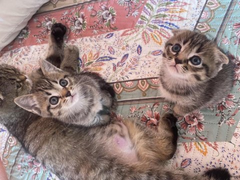 Yavru kırık kulak scottish fold