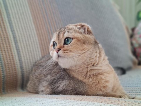 Sfs ny 25 scottish fold