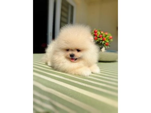 Gülen surat ayıcık pomeranian