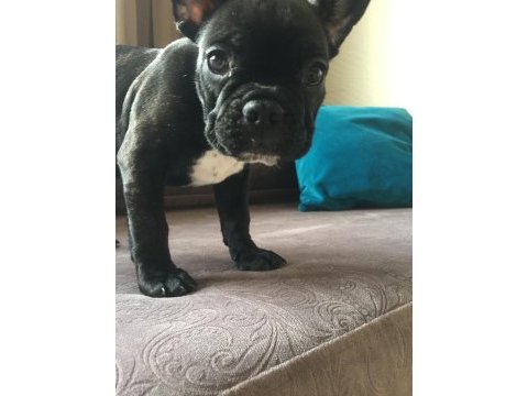 French bulldog yavrularımız henüz 30 günlük