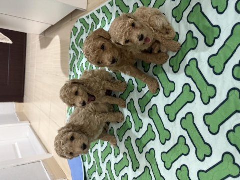 Tekirdağ minyatür poodle 2 aylık