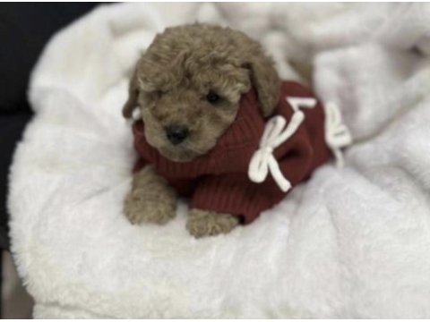 Toy poodle yavrusu