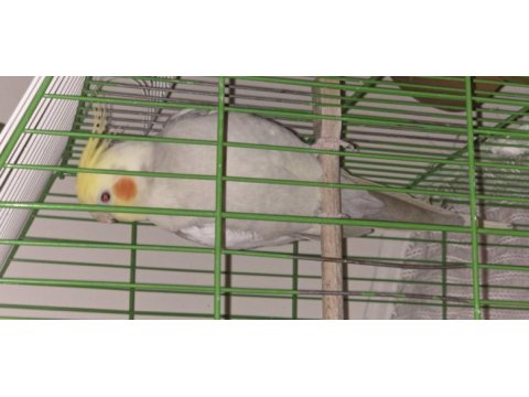 15 aylık sultan papağanı