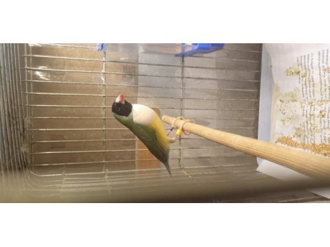 Goldian finch