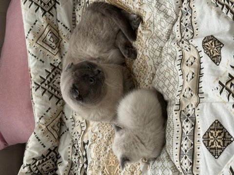 Scottish fold blue point erkek