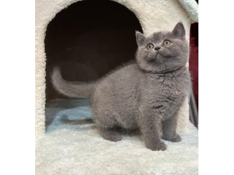 British shorthair bebekler