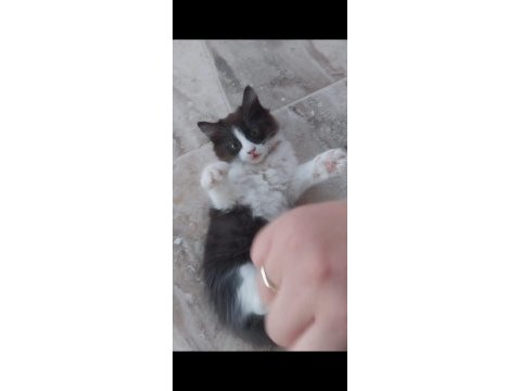 Panda kedimize ömürlük yuva arıyoruz