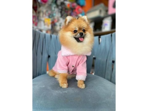 Harika güzellikte pomeranian kızım