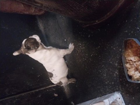 Orijinal kısa kuyruk french bulldog