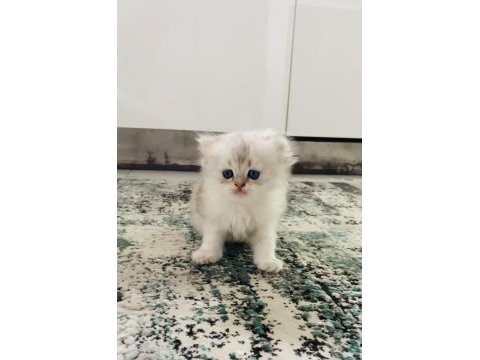 Sıradışı bir güzellikte british longhair bebek