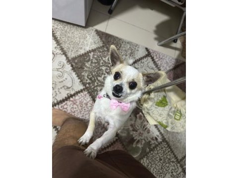 Sağlıklı ve eğitimli chihuahua yeni aile aranıyor