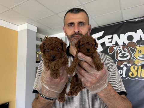 Kalite arayanlara renk renk orjinal yavrular ankara 