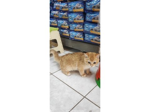 3.5 aylık erkek british shorthair golden