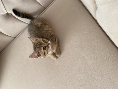 Saf scottish fold gold minnoşlar