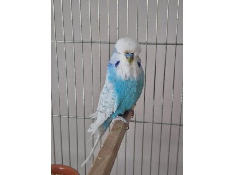 Damızlık show jumbo muhabbet kuşumuz