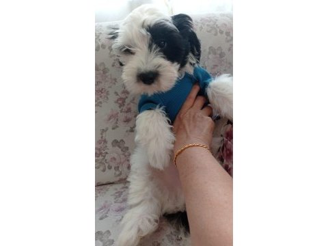3 erkek terrier bebeğim