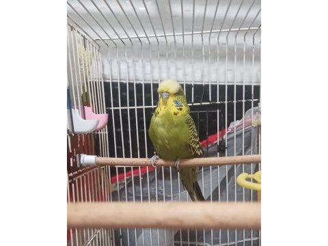 Jumbo muhabbet kuşları