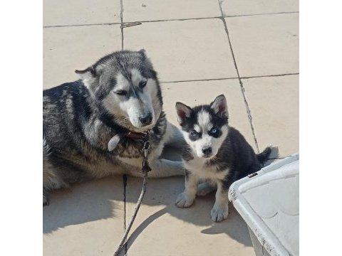 A kalite maskeli mavi gözlü dişi yavru husky