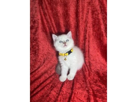 Uysal british shorthair bebekler