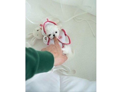 Korea maltese terrier cep boy