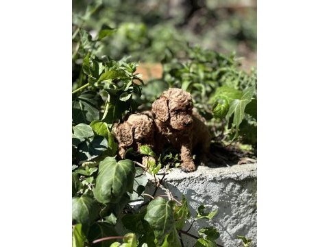 Mükemmel renk sağlık garantili toy poodle