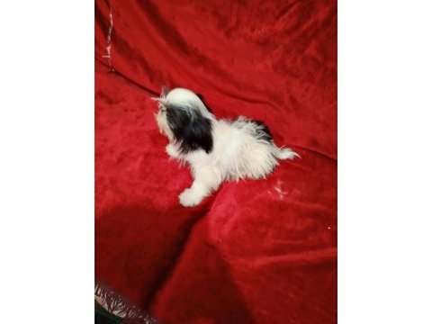 Shih tzu güzeldir iyidir