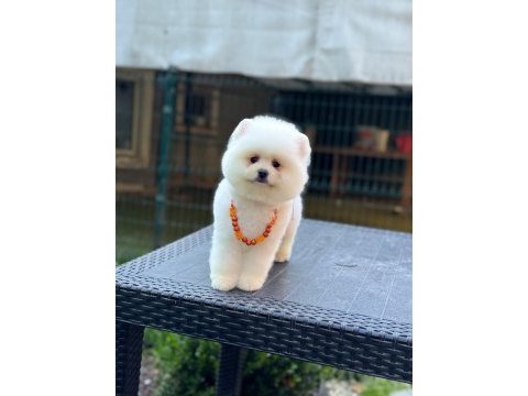 Sağlık ve ırk garantili pomeranian yavru