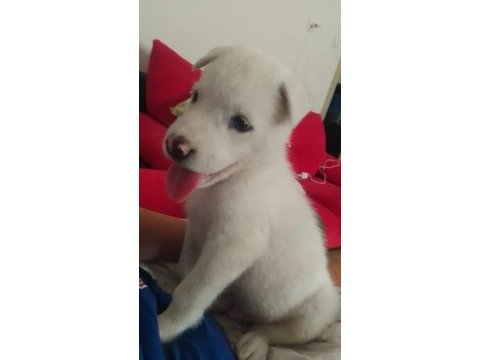 Sibirya kurdu albino
