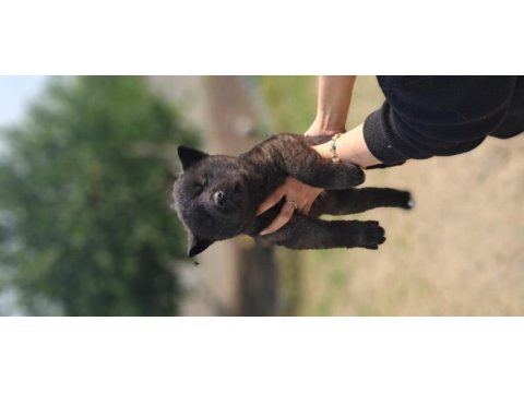 Akita show