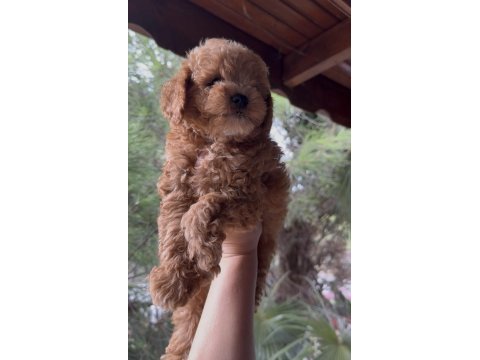 Kore poodle dişi erkek 